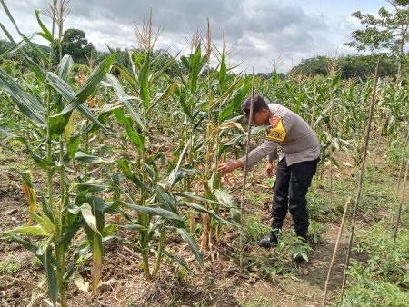 Dukung Ketahanan Pangan Nasional, Polsek Muara Komam Tinjau Kesiapan Lahan Panen Jagung
