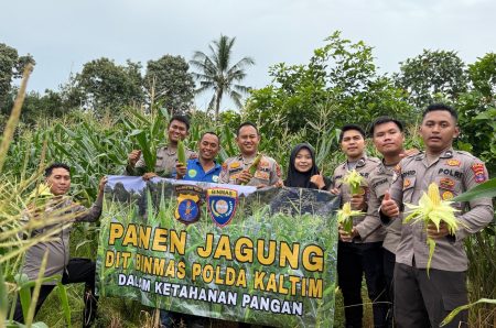 Kiprah Bintara Bakomsus Ketahanan Pangan Ditbinmas Polda Kaltim, Wujud Dukungan Swasembada Pangan di Balikpapan Melalui Panen Jagung
