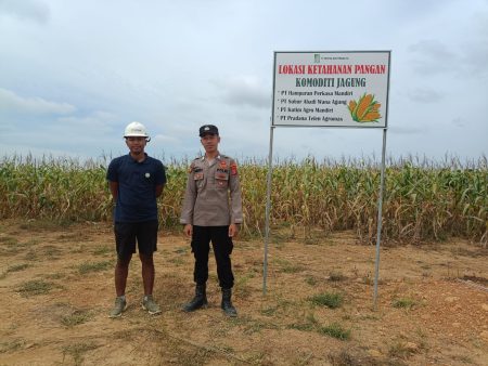 Program Ketahanan Pangan Terus Dimaksimalkan, Polsek Muara Ancalong Tinjau Perkembangan Pertumbuhan Jagung di Desa Long Pejeng