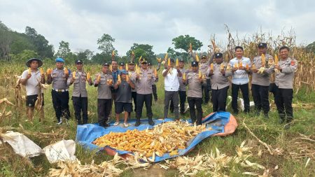 Dukung Program Swasembada Pangan, Polsek Palaran Bersinergi dengan Petani Wonomulyo Gelar Panen Raya Jagung