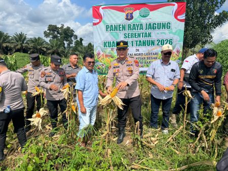 Wujud Dukungan Program Swasembada Pangan, Polsek Bentian Besar Gelar Panen Jagung Bersama Masyarakat